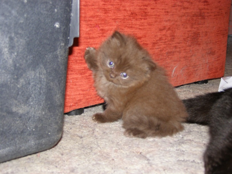 kot